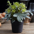 Green boutiQ - Plante de Jardin - Rose de Carême Helleborus sternii Silver Dollar - Fleur Verte - 1 Plante - Persistante - Pot 14cm Hauteur 35cm