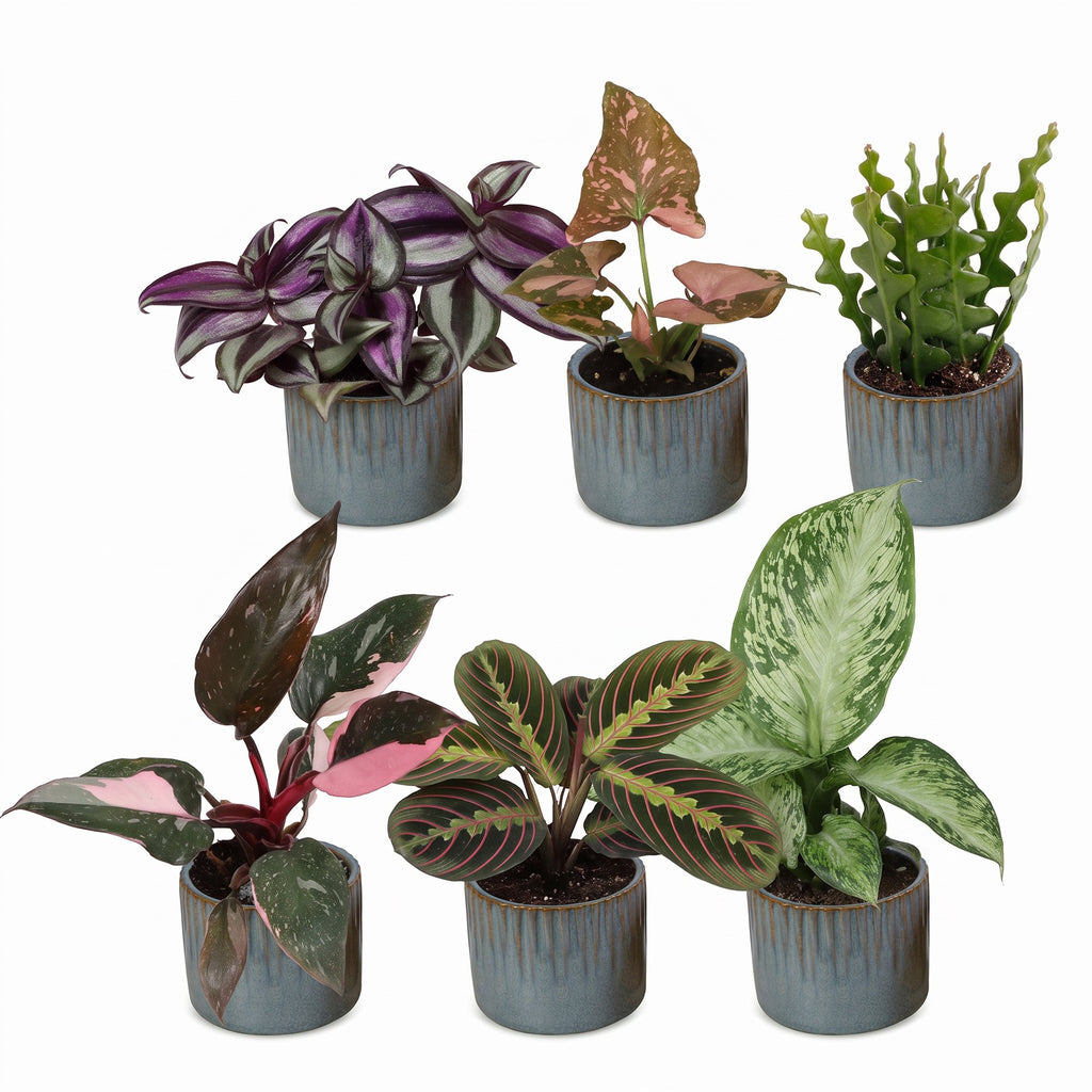 6x Baby Plants Surprise Box - Baby Plants Surprise Box - Various colours - Tropical - incl. Linnea Misty Blue - Ø6cm - ↕5-15cm