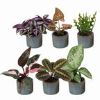 6x Baby Plants Surprise Box - Baby Plants Surprise Box - Various colours - Tropical - incl. Linnea Misty Blue - Ø6cm - ↕5-15cm
