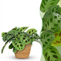 Green boutiQ - Zimmerpflanze - Maranta Fascinator Kerchoveana - Zebra-Pfeilwurz - Haustierfreundliche Pflanze - Grün - 1 Pflanze - mit Korb - Topf 12cm - Höhe 25cm