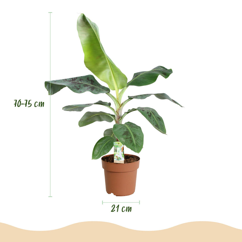Green BoutiQ - Kamerplanten - Musa acuminata Dwarf Cavendisch - Bananenplant - Weinig onderhoud - Groen - 1 Plant - met Potter Wit - Pot 21cm - Hoogte 70-75cm