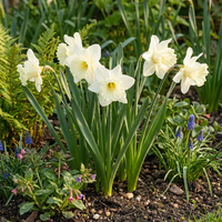 60x Narcissus Mount Hood - Trompetnarcis - Wit - Voorjaarsbloeier - Bolmaat 10/12