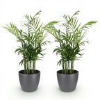 Green boutiQ - Zimmerpflanze - Chamaedorea elegans - Bergpalme - Haustierfreundliche Pflanze - Grün - 2 Pflanzen - mit Topf Grau - Topf 12cm - Höhe 15cm