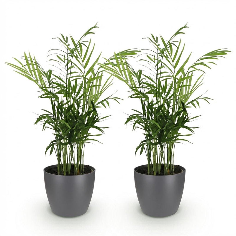 Green boutiQ - Kamerplant - Chamaedorea elegans - Goudpalm - Huisdiervriendelijke Plant - Groen - 2 Planten - met Potter Grijs - Pot 12cm - Hoogte 15cm