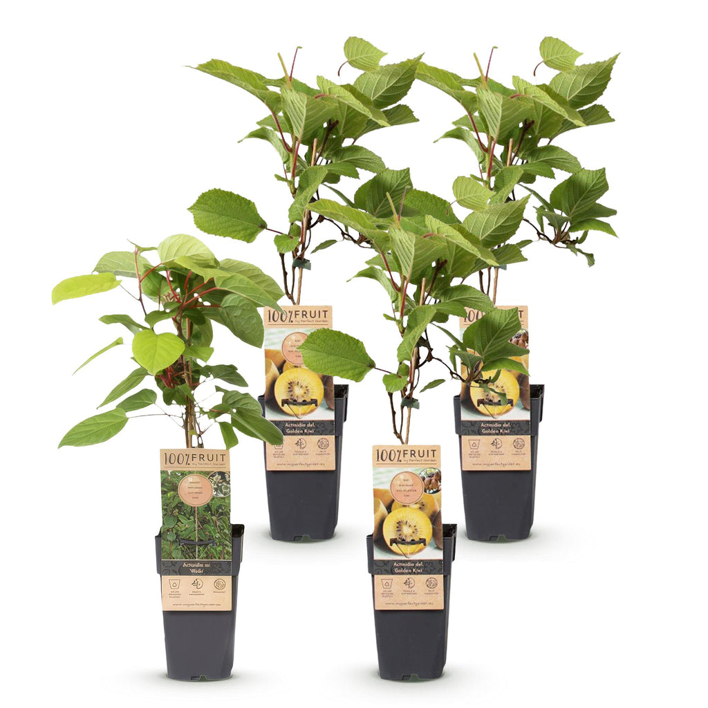 Green boutiQ - Fruchtpflanze - Actinidia Weiki & Goldkiwi - Kiwipflanze - 1 Männlich - 3 Weiblich - Pflanzen - Gelb - Topf 15cm - Höhe 50cm