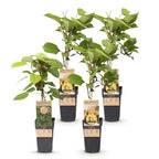 Green boutiQ - Fruchtpflanze - Actinidia Weiki & Goldkiwi - Kiwipflanze - 1 Männlich - 3 Weiblich - Pflanzen - Gelb - Topf 15cm - Höhe 50cm