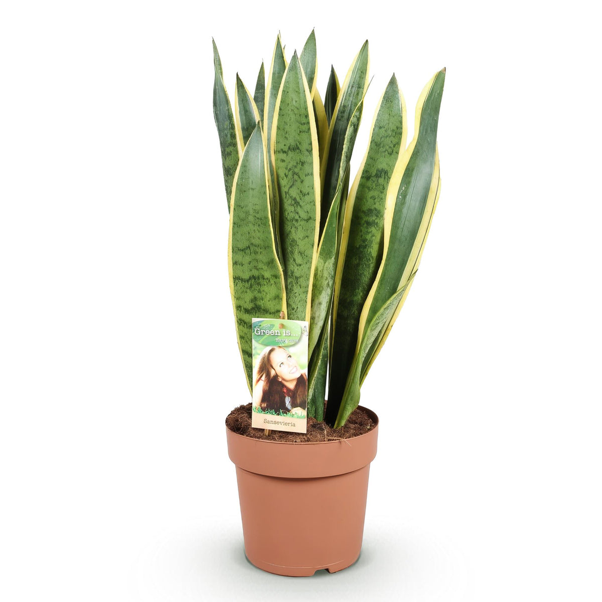 Green BoutiQ - Green is... Plantes d'intérieur - Sansevieria Laurentii - Langue de belle-mère - Peu d'entretien - Vert - 1 plante - Pot 21cm - Hauteur 70-80cm