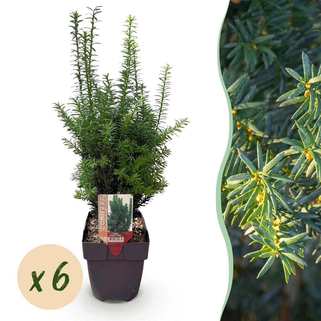 Green boutiQ - Haagplanten - Taxus media Hilii - blad groen - 6 planten - 1 strekkende meter - groenblijvend - pot 17cm hoogte 60cm
