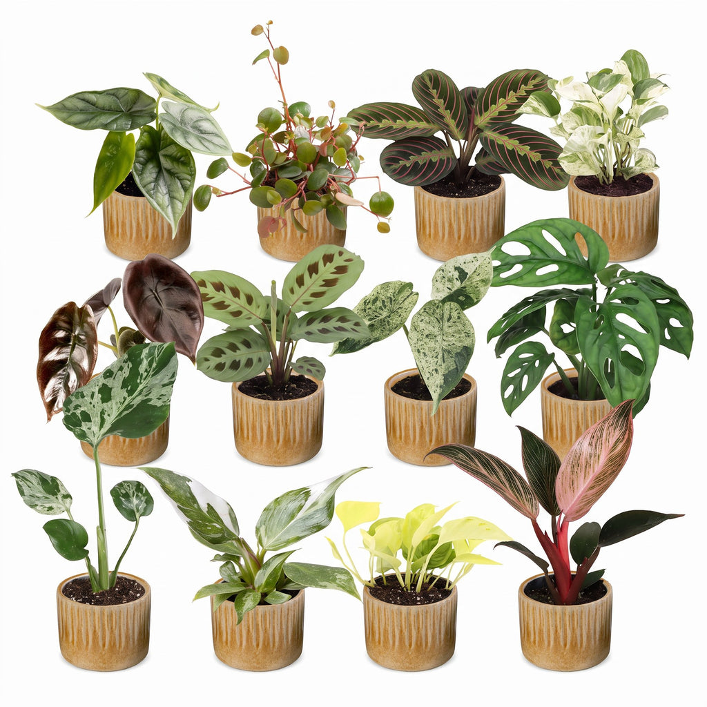 12x Baby Plants Surprise Box - Baby Plants Surprise Box - Various colours - Tropical - incl. Linnea Honey - Ø6cm - ↕5-15cm