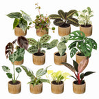 12x Baby Plants Surprise Box - Baby Plants Surprise Box - Various colours - Tropical - incl. Linnea Honey - Ø6cm - ↕5-15cm