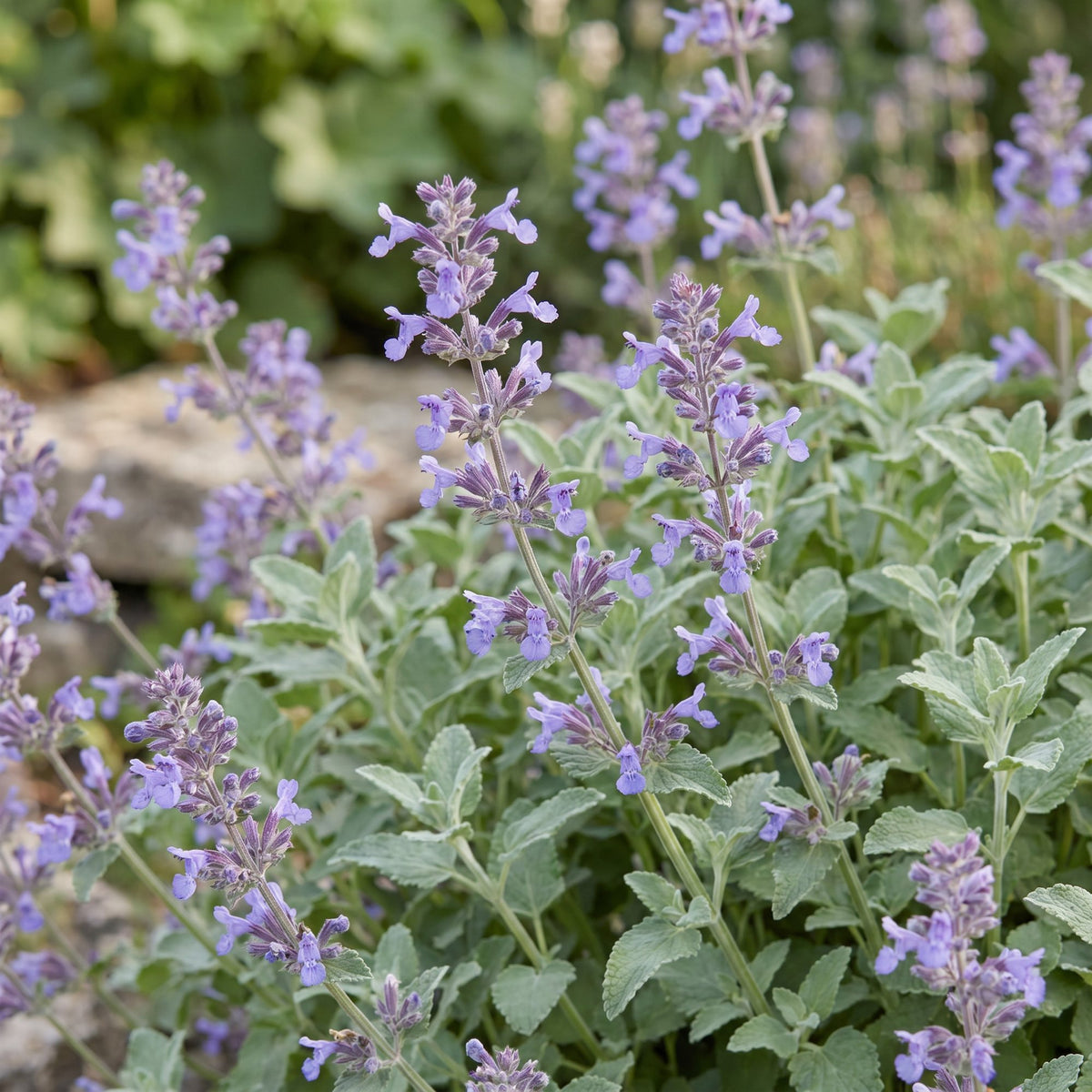 Green boutiQ - Plante vivace - Nepeta faassenii - Herbe aux chats - Attire les abeilles et les papillons - Violet - 1 Plante - Pot 11cm - Hauteur 15-25cm