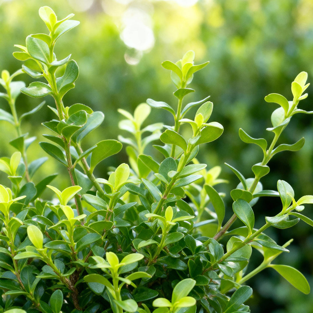 Green boutiQ - Haie de buis - BetterBuxus Babylon Beauty - Résistant au dépérissement du buis - 16 plantes - 2 mètres linéaires - pot 9 cm hauteur 20-25