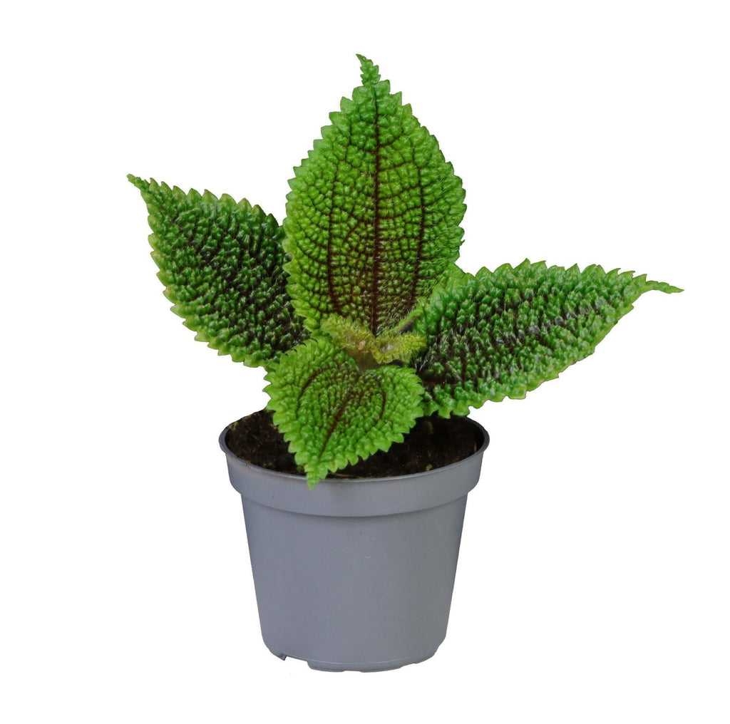 Pilea Moon Valley - Moon Valley Pilea - Green - Tropical - Ø6cm - ↕12cm