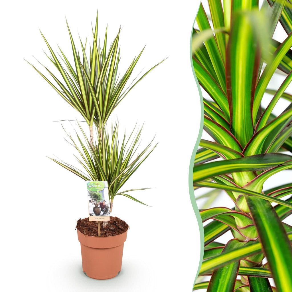 Green BoutiQ - Green is... Plantes d'intérieur - Dracaena Sunray - Dragonnier - Peu d'entretien - Vert - 1 plante - Pot 17cm - Hauteur 70-75cm