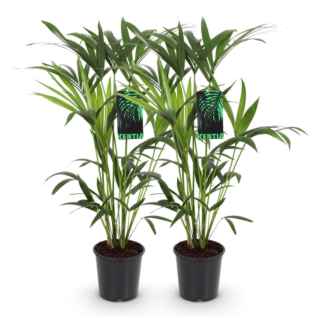 Green boutiQ - Zimmerpflanze - Howea Forsteriana - Kentia-Palme - pflegeleicht - Grün - 2 Pflanzen - Topf 19cm - Höhe 80-85cm