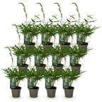 Green boutiQ - Bambou - Fargesia robusta Pingwu - Persistant - Non-envahissant - Vert - 12 Plantes - Pot 14cm - Hauteur 35cm
