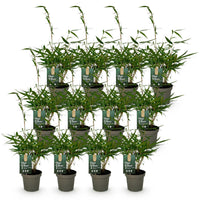 Green boutiQ - Bamboe - Fargesia robusta Pingwu - Bladhoudend - Niet Woekerend - Groen - 12 Planten - Pot 14cm - Hoogte 35cm