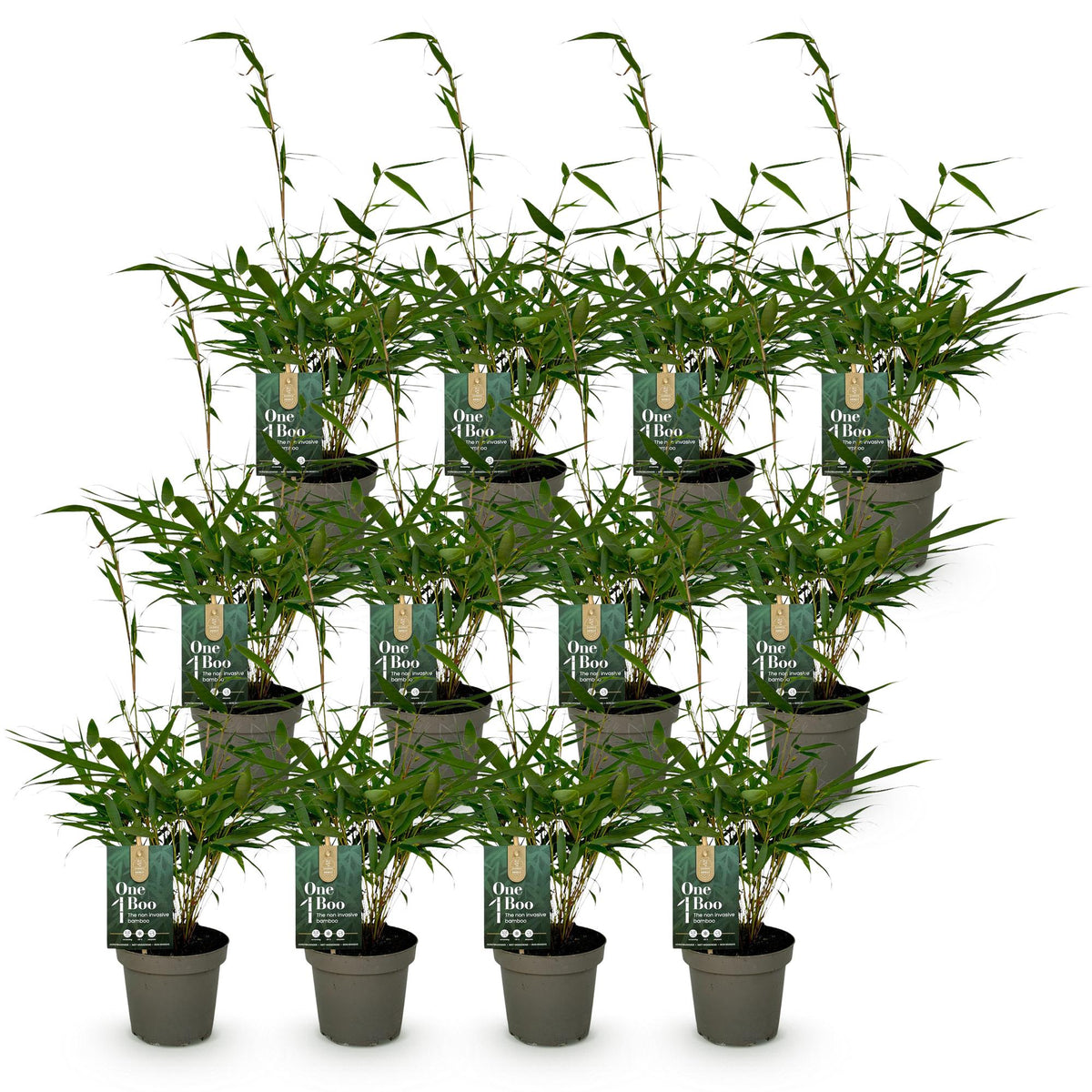Green boutiQ - Bambou - Fargesia robusta Pingwu - Persistant - Non-envahissant - Vert - 12 Plantes - Pot 14cm - Hauteur 35cm