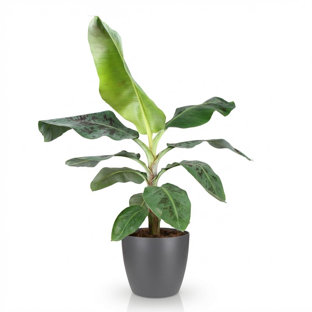 Green BoutiQ - Plantes d'intérieur - Musa acuminata Dwarf Cavendish - Bananier - Peu d'entretien - Vert - 1 plante - avec pot gris - Pot 21 cm - Hauteur 70-75 cm
