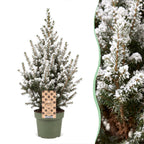 2x Picea glauca Conica - Dwarf Alberta Spruce - Green - White - Christmas tree - Ø17cm - ↕65cm