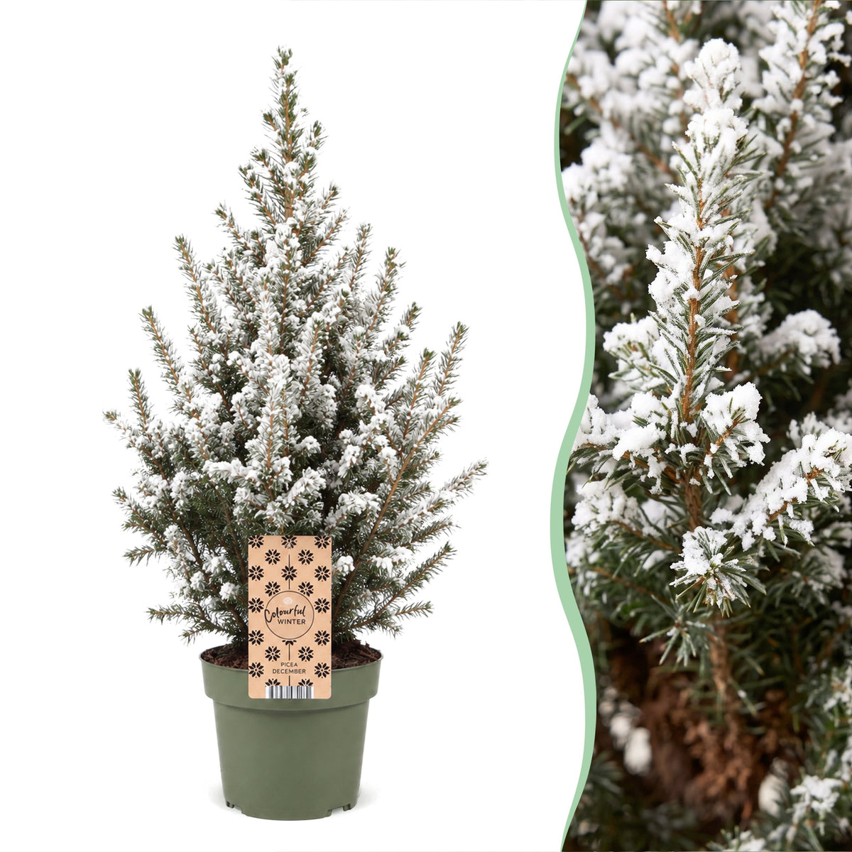 2x Picea glauca Conica - Dwarf Alberta Spruce - Green - White - Christmas tree - Ø17cm - ↕65cm