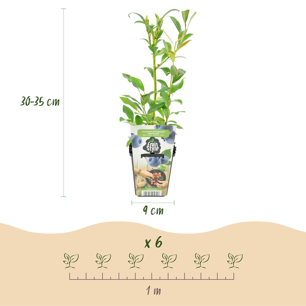 Green boutiQ - Plants fruitiers - Myrtille - Vaccinium corymbosum Northland - Rustique - 3 plantes - Pot 9 cm - Myrtille