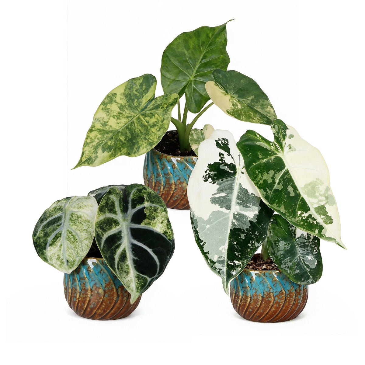 3x Baby Alocasia Tricolour Variegata - Green - Black - Variegata - Tropical - incl. Copper Reef - Ø6cm - ↕5-15cm