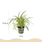 Green boutiQ - Zimmerpflanze - Chlorophytum comosum Variegatum - Bunte Grünlilie - Haustierfreundliche Pflanze - Grün - 1 Pflanze - mit Topf Weiß - Topf 12 cm - Höhe 20 cm