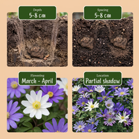 50x Anemone Blanda mix - Griekse anemoon mix - Diversen - Verwilderingsbol - Bolmaat 4/5
