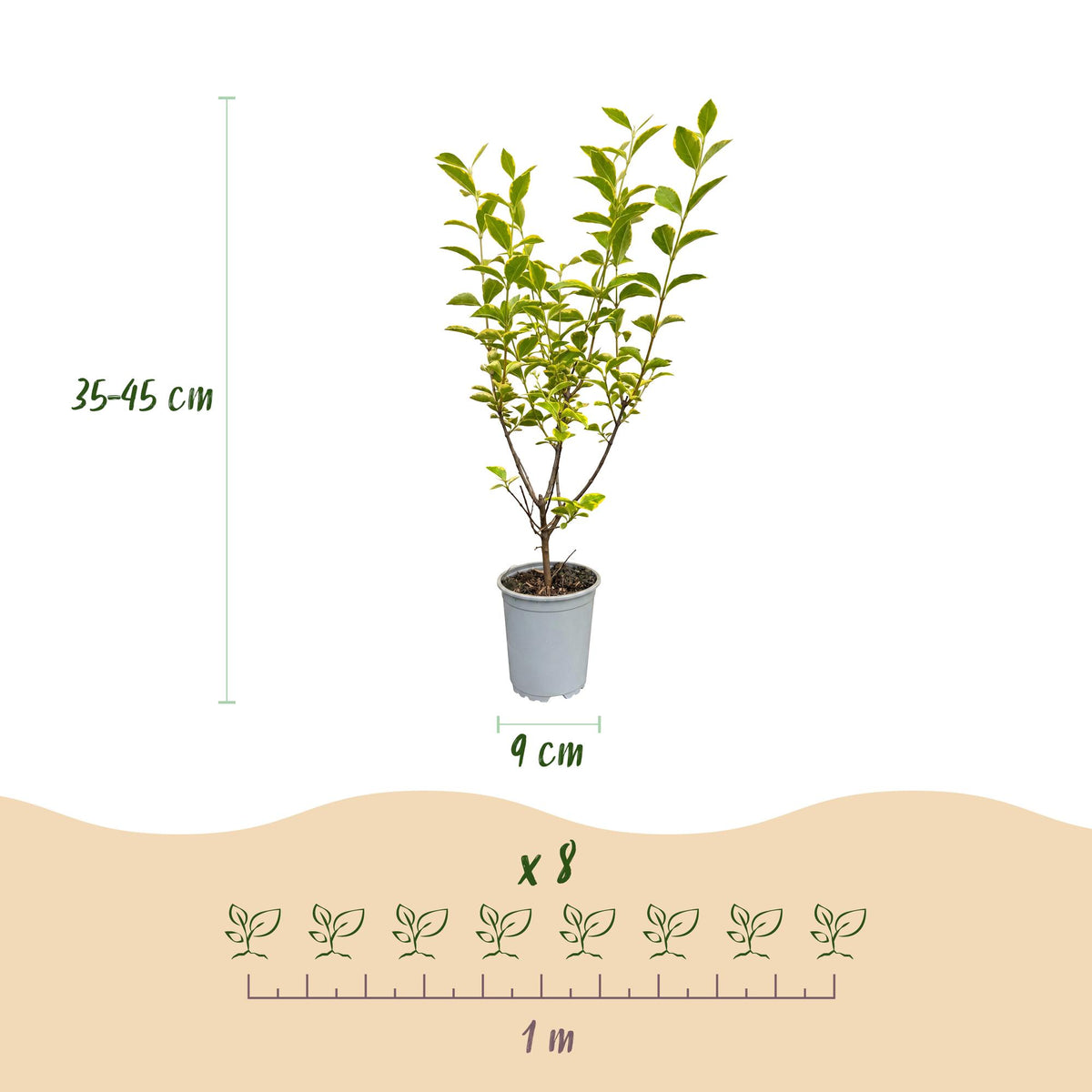 Green boutiQ - 16x Ligustrum ovalifolium Aureum - Bontbladige Liguster - Haagplanten - Groenblijvend - Bont - Pot 9cm - Hoogte 35-45cm