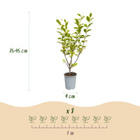 Green boutiQ - 16x Ligustrum ovalifolium Aureum - Bontbladige Liguster - Haagplanten - Groenblijvend - Bont - Pot 9cm - Hoogte 35-45cm