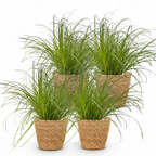 Green boutiQ - Plante d'intérieur - Cyperus alternifolius Zumula - Herbe à chat - Plante adaptée aux animaux de compagnie - Vert - 4 plantes - avec panier - Pot 12 cm - Hauteur 20 cm