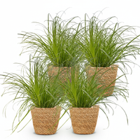 Green boutiQ - Kamerplant - Cyperus alternifolius Zumula - Kattengras - Huisdiervriendelijke Plant - Groen - 4 Planten - met Mand - Pot 12cm - Hoogte 20cm