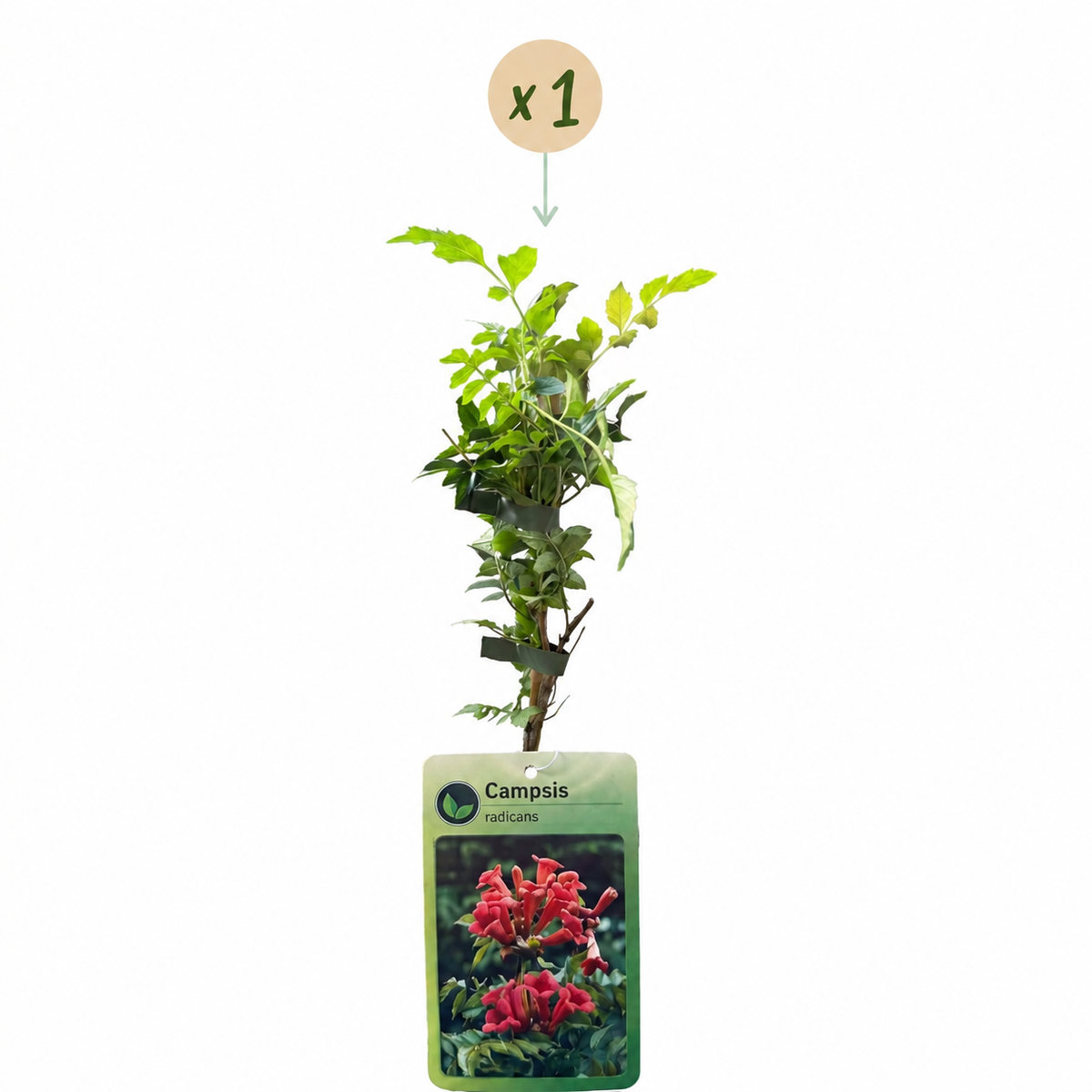 Campsis radicans - Trumpet vine - Orange - Red - Climber - Ø9cm - ↕35cm
