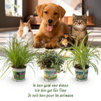 Green boutiQ - Zimmerpflanze - Cyperus - Callisia - Chlorophytum - 3er-Set - Haustierfreundliche Pflanzen - Grün - 3 Pflanzen - mit weißem Übertopf - Topf 12 cm - Höhe 20 cm
