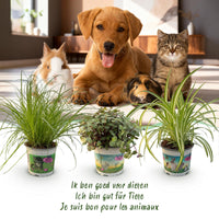 Green boutiQ - Kamerplant - Cyperus - Calissia - Chlorophytum - Mix van 3 - Huisdiervriendelijke Planten - Groen - 3 Planten - met Potter Wit - Pot 12cm - Hoogte 20cm
