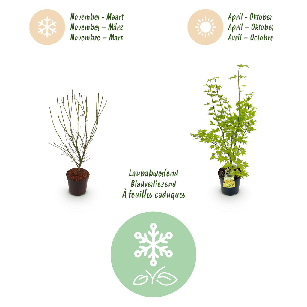 Green boutiQ - Plante de jardin - Acer palmatum Summergold - Érable japonais - Caduc - Jaune - 1 - Pot 26cm - Hauteur 90cm