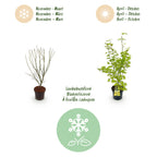 Green boutiQ - Plante de jardin - Acer palmatum Summergold - Érable japonais - Caduc - Jaune - 1 - Pot 26cm - Hauteur 90cm