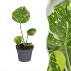 Monstera Deliciosa Electro Light - Electro Light Swiss Cheese Plant - Green - Tropical - Ø6cm - ↕18cm