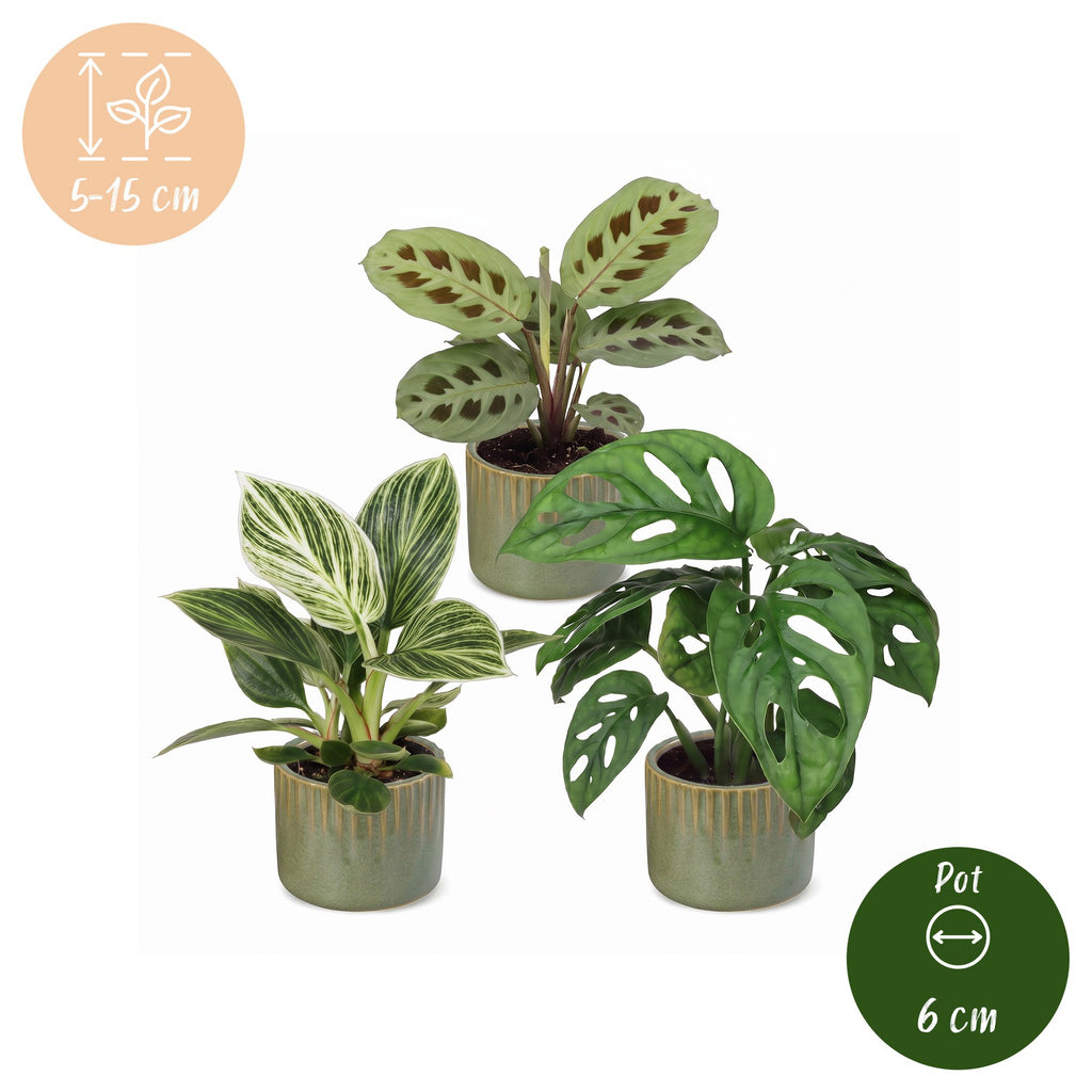 3x Baby Plants Surprise Box - Baby Plants Surprise Box - Various colours - Tropical - incl. Linnea Olive - Ø6cm - ↕5-15cm