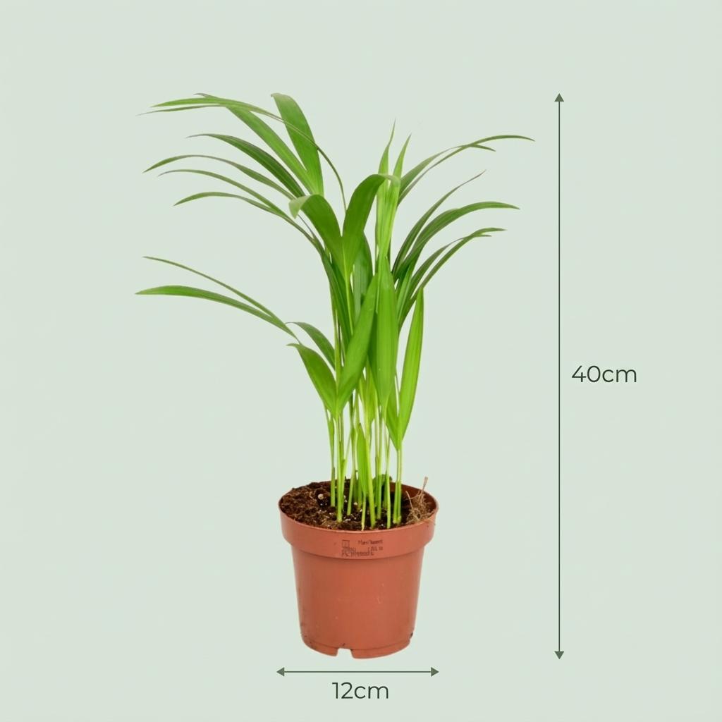 Areca Dypsis Lutescens Palmier doré - Ø 12 cm - Hauteur : 40 cm