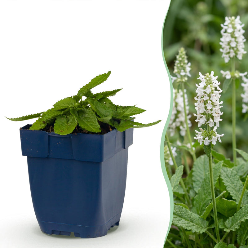 Green boutiQ - Perennial - Stachys off. Alba - Lamb's Ear - Bee and butterfly attractors - White - 1 Plant - Pot 11cm - Height 15-25cm