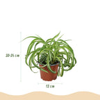 Green boutiQ - Zimmerpflanze - Chlorophytum comosum Bonnie - Grünlilie - Haustierfreundliche Pflanze - Grün - 2 Pflanzen - mit Topf Grau - Topf 12cm - Höhe 20cm