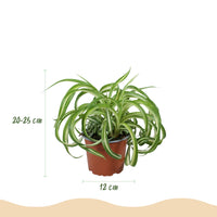Green boutiQ - Kamerplant - Chlorophytum comosum Bonnie - Krullende Graslelie - Huisdiervriendelijke Plant - Groen - 2 Planten - met Potter Grijs - Pot 12cm - Hoogte 20cm