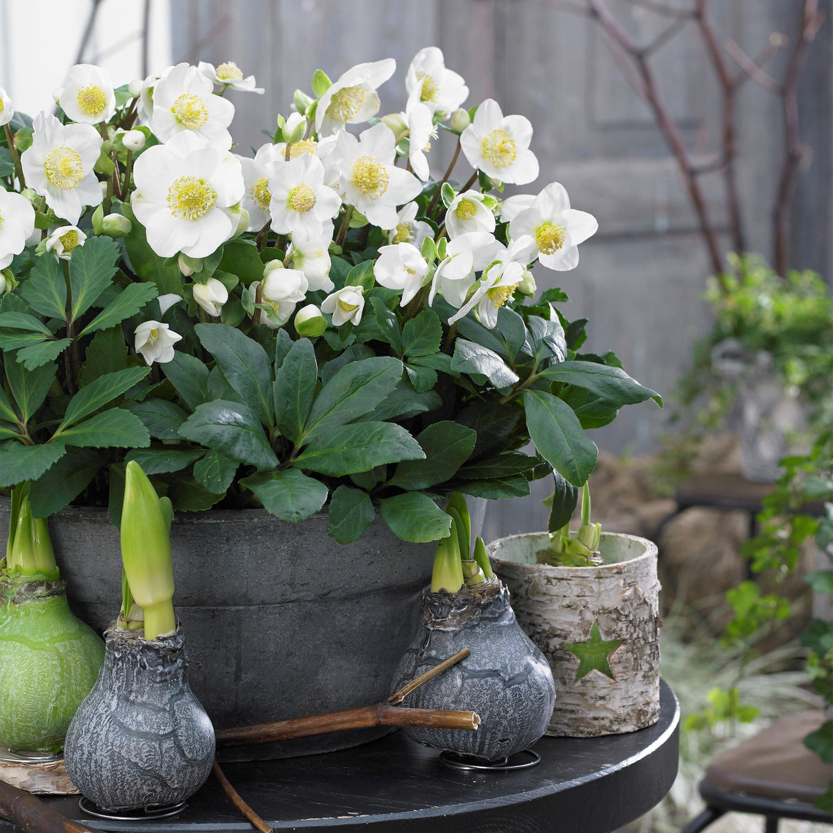 Green boutiQ - Plante de jardin - Rose de Noël - Hellébore Christmas Carol - Fleur Blanche - 2 Plantes - Persistante - Pot 17cm Hauteur 35cm