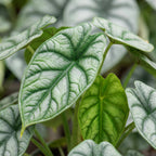 Alocasia Dragon Scale - Dragon Scale Alocasia - Green - Tropical - Ø6cm - ↕12cm