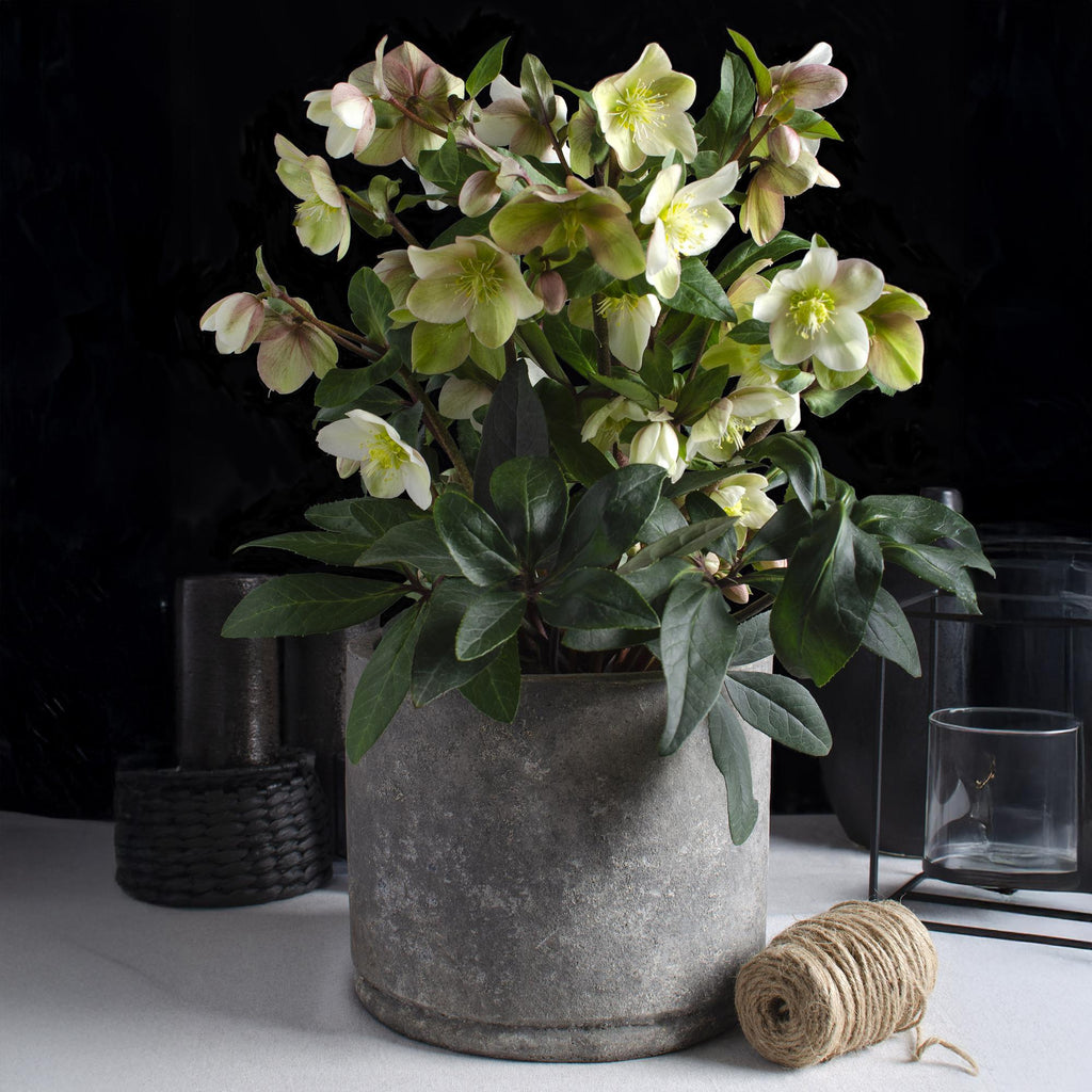 Green boutiQ - Plante de jardin - Rose de Carême - Hellébore Diamfire - Fleur verte - Persistante - Pot 19cm Hauteur 40cm
