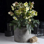 Green boutiQ - Plante de jardin - Rose de Carême - Hellébore Diamfire - Fleur verte - Persistante - Pot 19cm Hauteur 40cm
