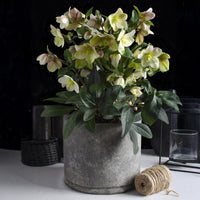 Green boutiQ - Tuinplant - Lenten Rose - Helleborus Diamfire - Groene Bloem - Groenblijvend - Pot 19cm Hoogte 40cm