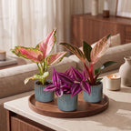 3x Baby Paradise Mix - Various colours - Tropical - incl. Linnea Misty Blue - Ø6cm - ↕10-15cm